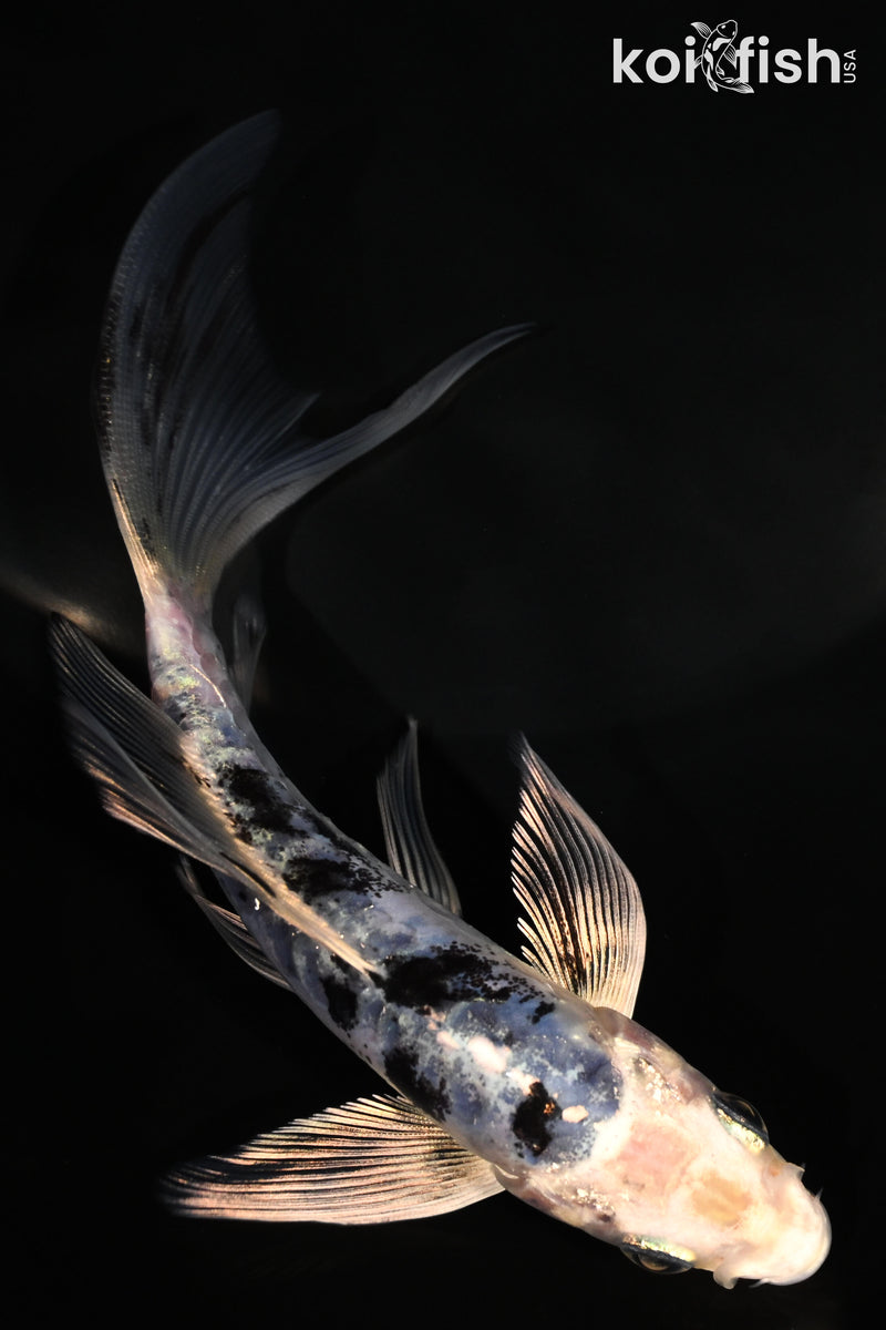 5.25" DOITSU GIN SHIRO BEKKO BUTTERFLY