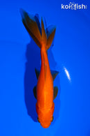 6" WAKIN GOLDFISH