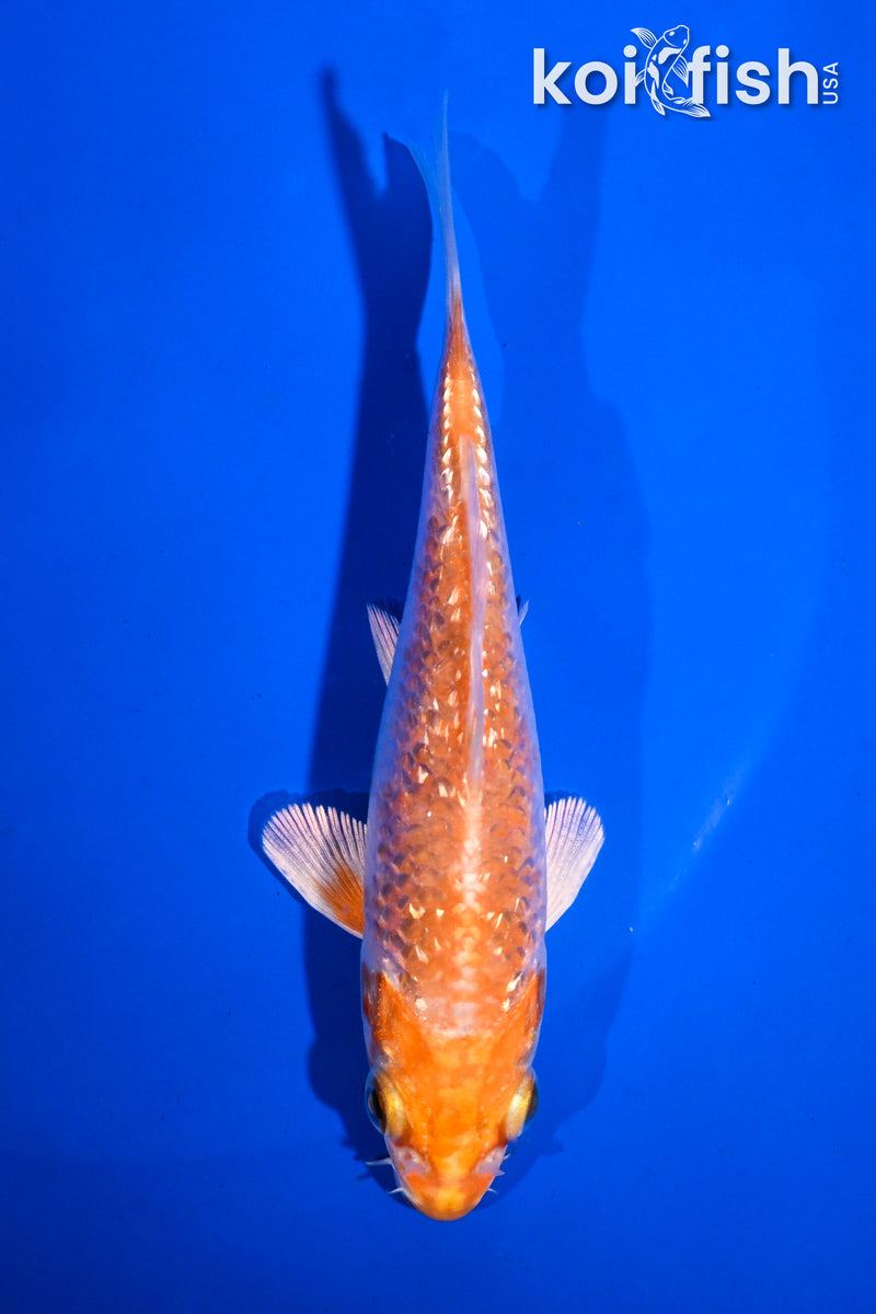 4.5" GINRIN HARIWAKE