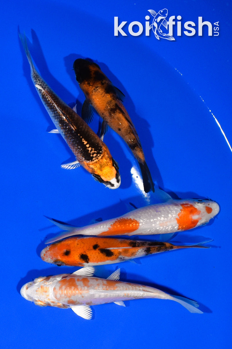 PACK OF (5) 3.25"- 3.75" STANDARD KOI