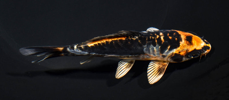 5.25" ARAGOKE BENI KIKOKURYU