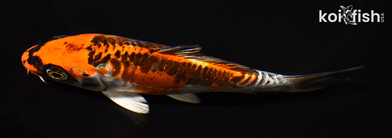 5.25" BENI KIKOKURYU