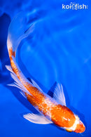 5.75" GINRIN HARIWAKE BUTTERFLY