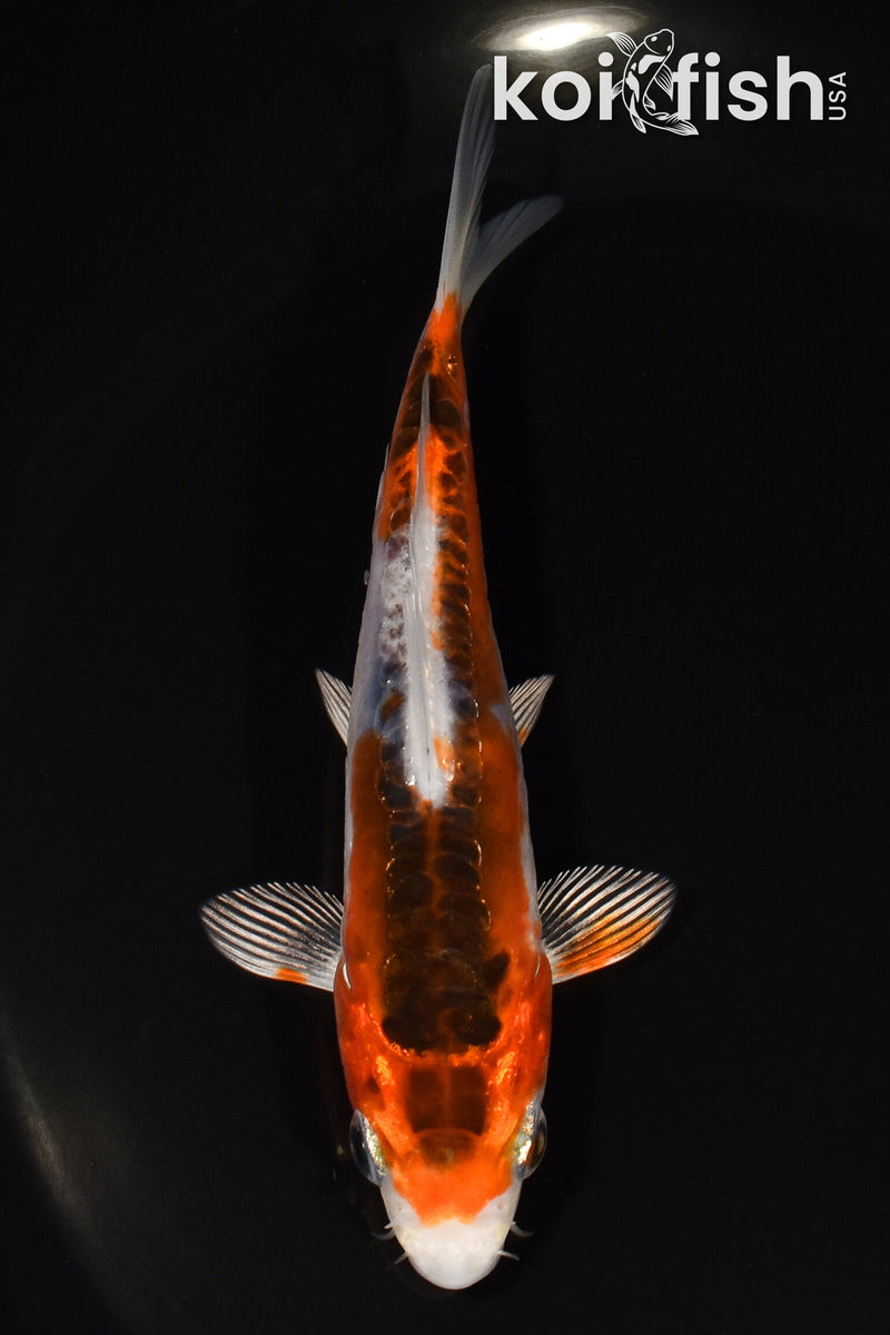 5" HI SHUSUI