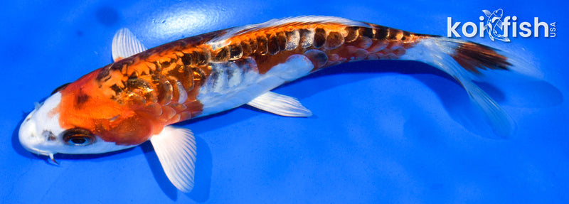 6" GINRIN DOITSU KUJAKU