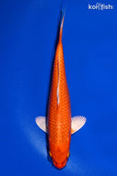 9" ORENJI OGON