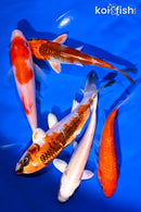 PACK OF (5) 4-5" STANDARD KOI