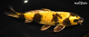 9.5" KI UTSURI