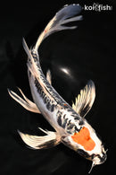 9.25" DOITSU TANCHO KUJAKU BUTTERFLY