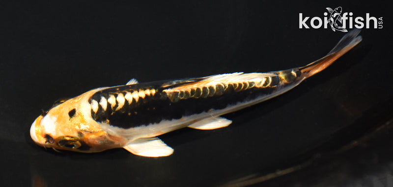 5.25" BENI KIKOKURYU