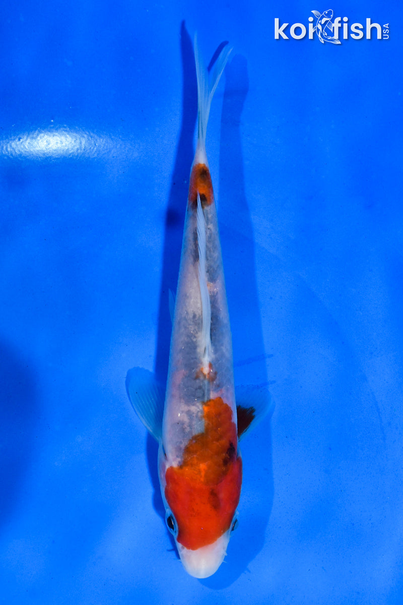 5.5" SANKE