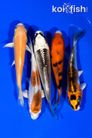 PACK OF (5) 4"- 4.25" STANDARD KOI