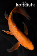 7.25" CHAGOI BUTTERFLY