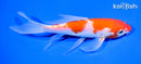 7.25" KOHAKU BUTTERFLY