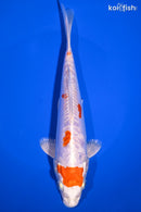 8.25" KIKUSUI