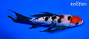 6.25" SANKE BUTTERFLY