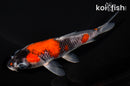 5.5" GOSHIKI
