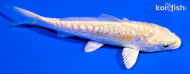 5" GINRIN ARAGOKE LEMON HARIWAKE