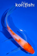 5" KOHAKU BUTTERFLY