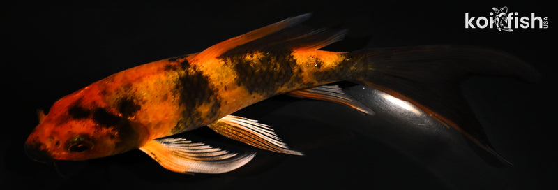 5.5" KIN HI UTSURI BUTTERFLY