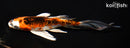 6.25" KUJAKU BUTTERFLY