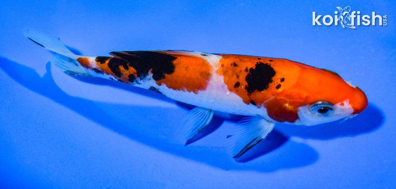5.5" SANKE