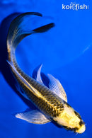 5.75" KI GINGA BUTTERFLY