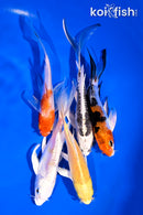 PACK OF (5) 4-5.5" BUTTERFLY KOI