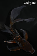 6" GINRIN OCHIBA SHIGURE BUTTERFLY
