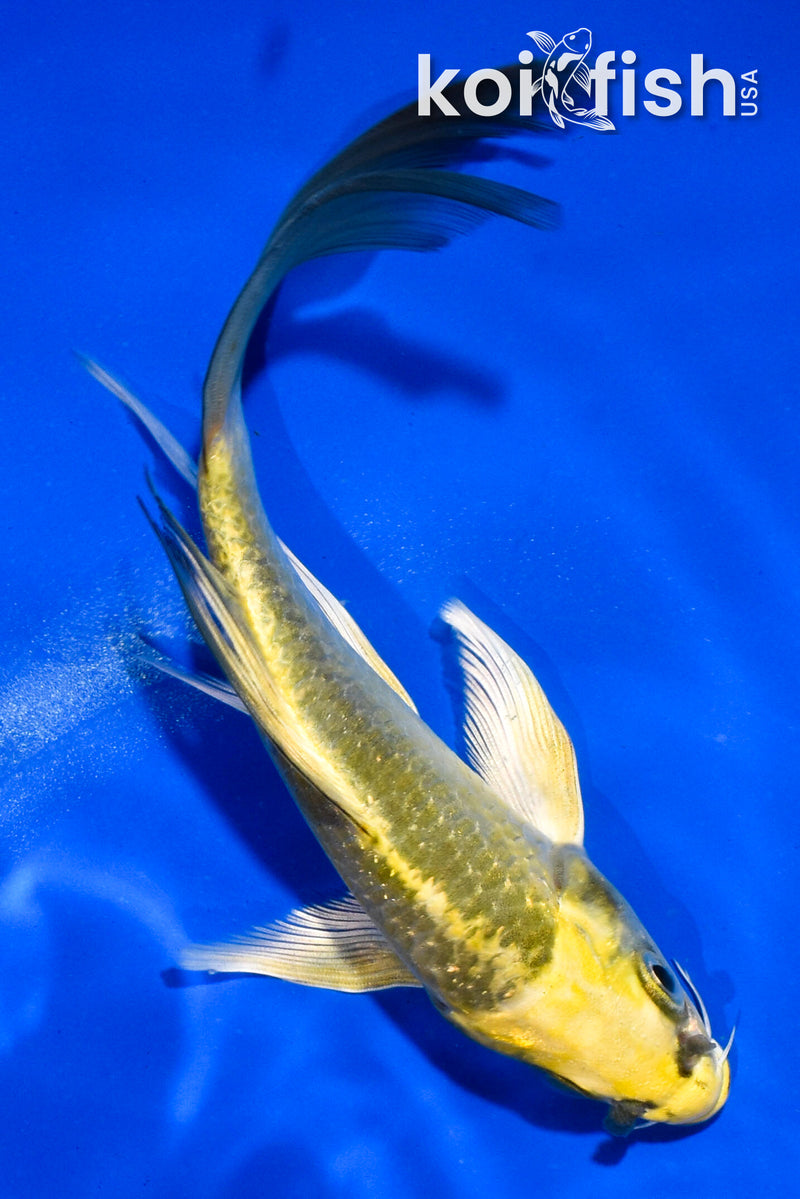 5.5" KI MATSUBA BUTTERFLY