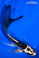 5" KIKOKURYU BUTTERFLY