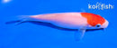 5" KOHAKU