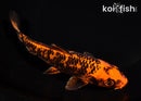 6.5" KIN ORENJI MATSUBA