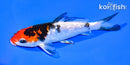 5.25" GINRIN YAMATO NISHIKI