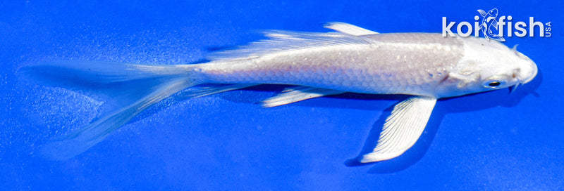 5" PLATINUM OGON BUTTERFLY