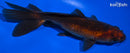 5.75" WATONAI GOLDFISH