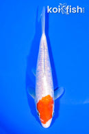7.25" GINRIN KOHAKU