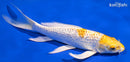 8" GINRIN LEMON HARIWAKE BUTTERFLY