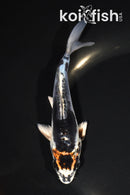 5.75" BENI KIKOKURYU