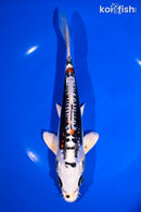 7.75" BENI KIKOKURYU