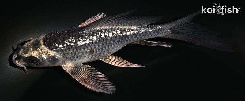 5.25" GINRIN BENI GINGA BUTTERFLY