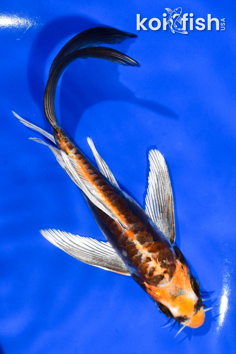 6" BENI KIKOKURYU BUTTERFLY