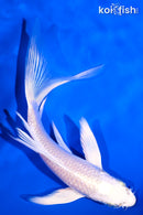 6" PLATINUM OGON BUTTERFLY