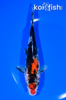 6.75" SHOWA