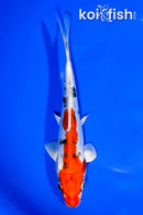 7.75" HEISEI NISHIKI