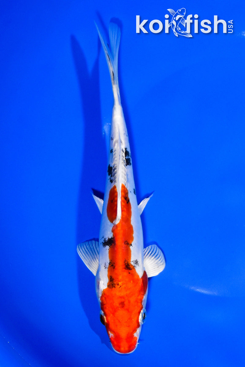 7.75" HEISEI NISHIKI