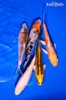 PACK OF (5) 4.5-6" STANDARD KOI
