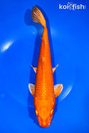 11.25" ORENJI OGON