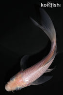 5" SORAGOI BUTTERFLY