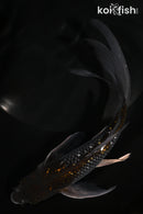 6.75" GINRIN OCHIBA SHIGURE BUTTERFLY